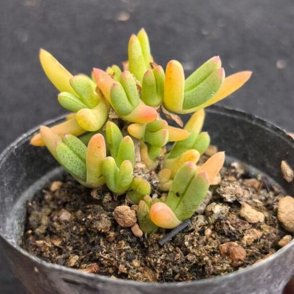041. Ruschia sp. ‘Purplewood’