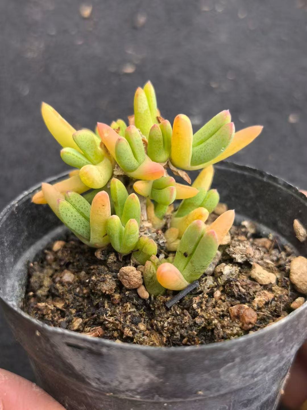 Ruschia sp. 'Purplewood'