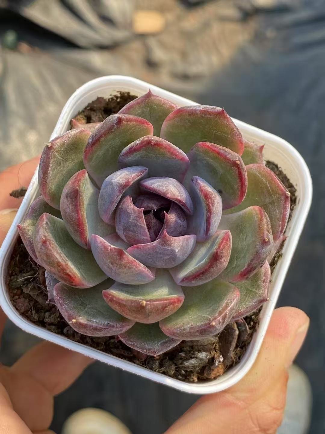 Echeveria 'Blueberry'
