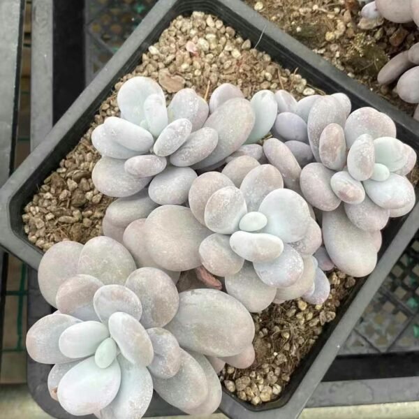 098. 102Echeveria ‘Cheese’