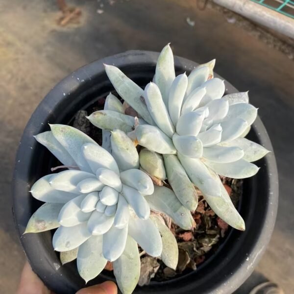 Echeveria ‘Tombo’