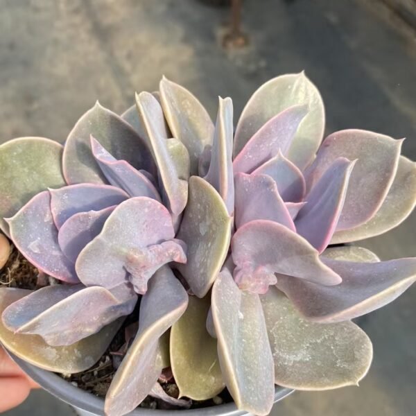 Echeveria ‘Hot Pearl’