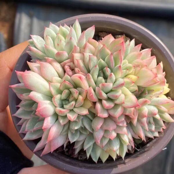 Echeveria ‘Mebina Variegated’