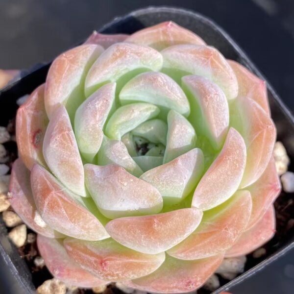 Echeveria ‘Snow Tower’