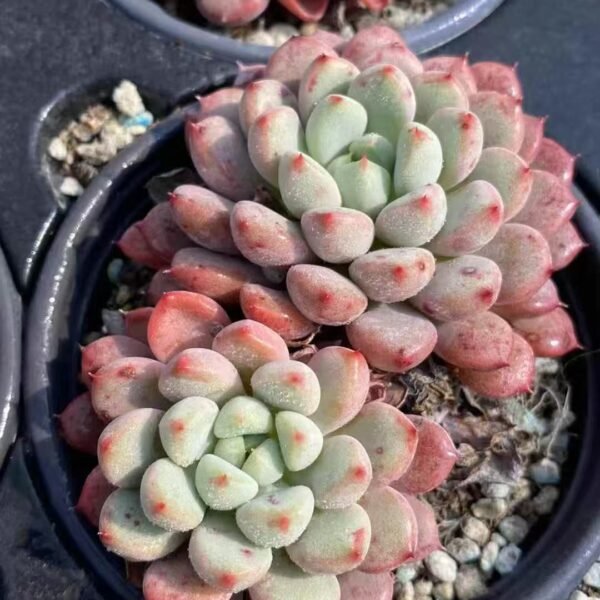 Echeveria ‘Snow Peach’