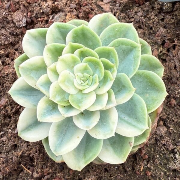 Echeveria ‘Hami Melon Variegata’