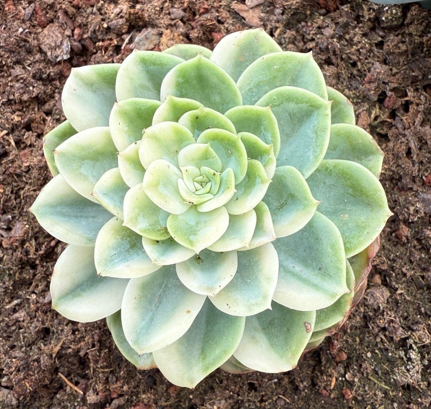 Echeveria 'Hami Melon Variegata'
