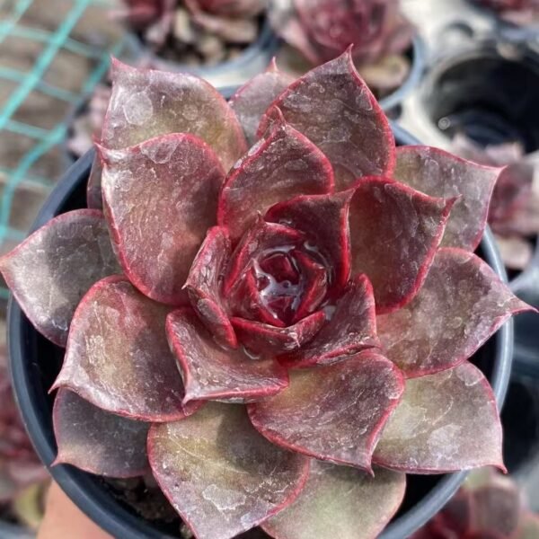 Echeveria ‘Red Rose’
