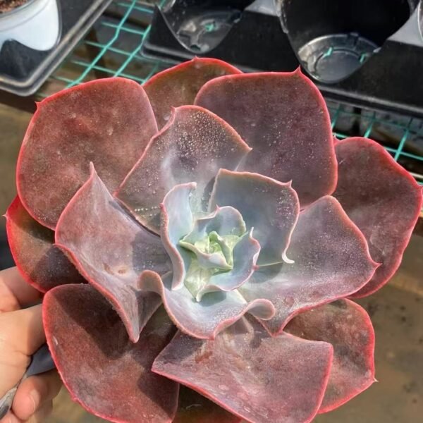 026. Echeveria ‘Purple Rose’