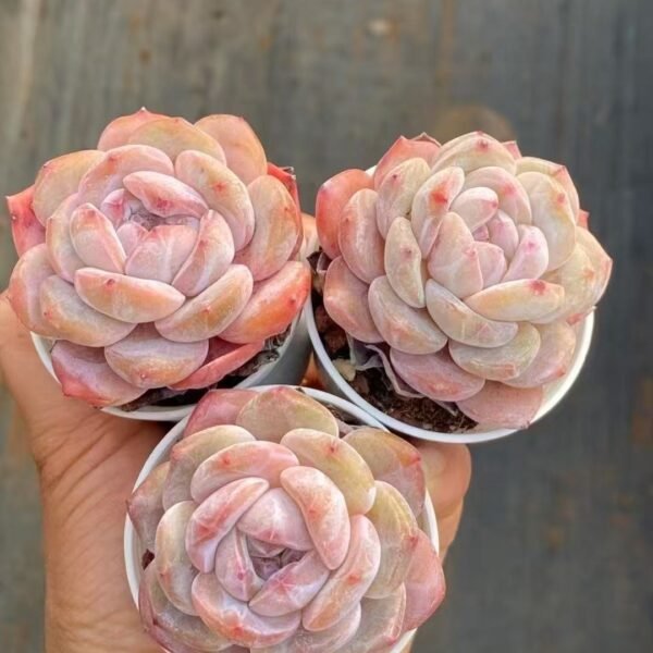 078. Sedeveria ‘Pink Ruby’