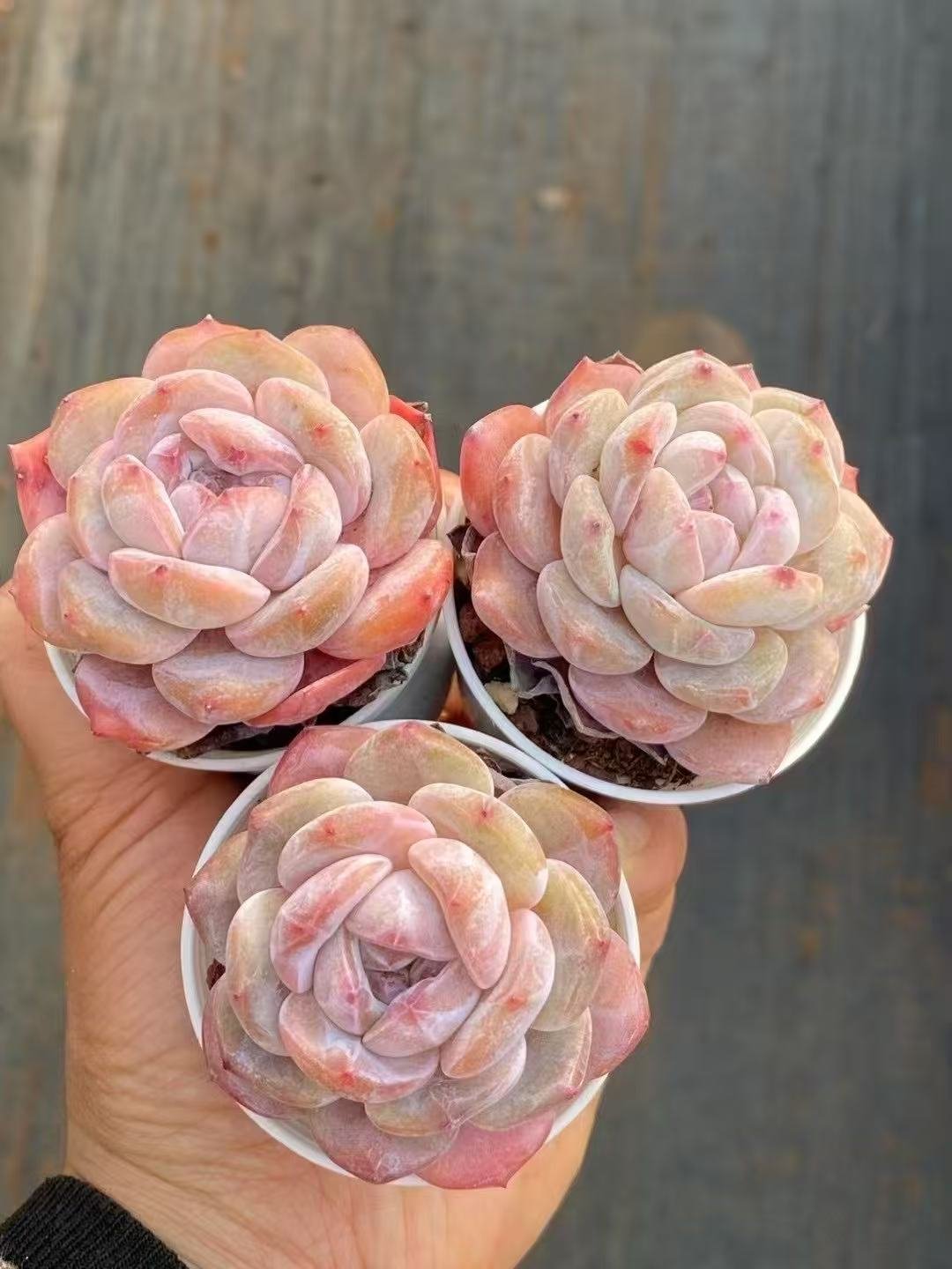 13916c14e1dd9a023f0a96038a1ab3f