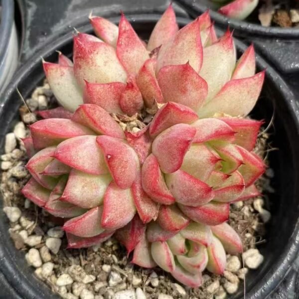 010. Echeveria ‘Dream Queen’