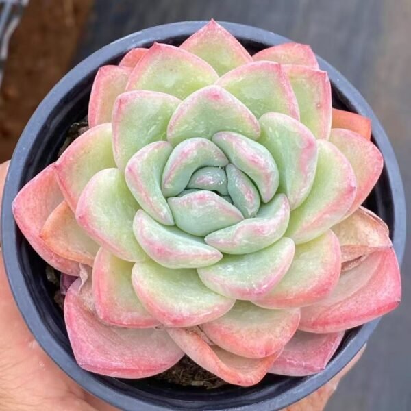 023. Echeveria Amabile Succulent Seeds