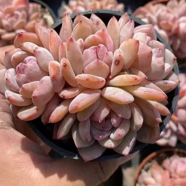 Echeveria ‘Quadruple Snow Angel’