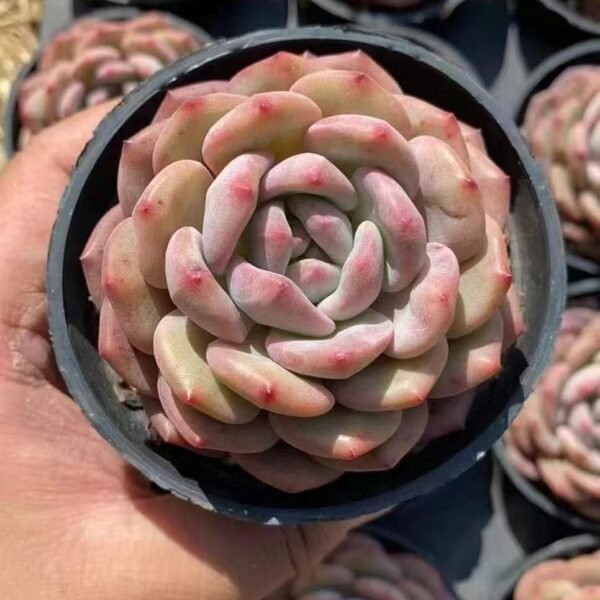 158Echeveria ‘Lingxue’
