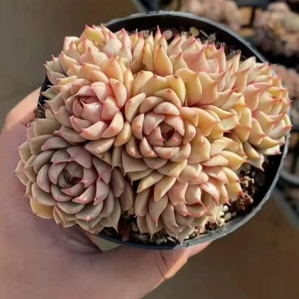 Echeveria ‘Golden Bemba’