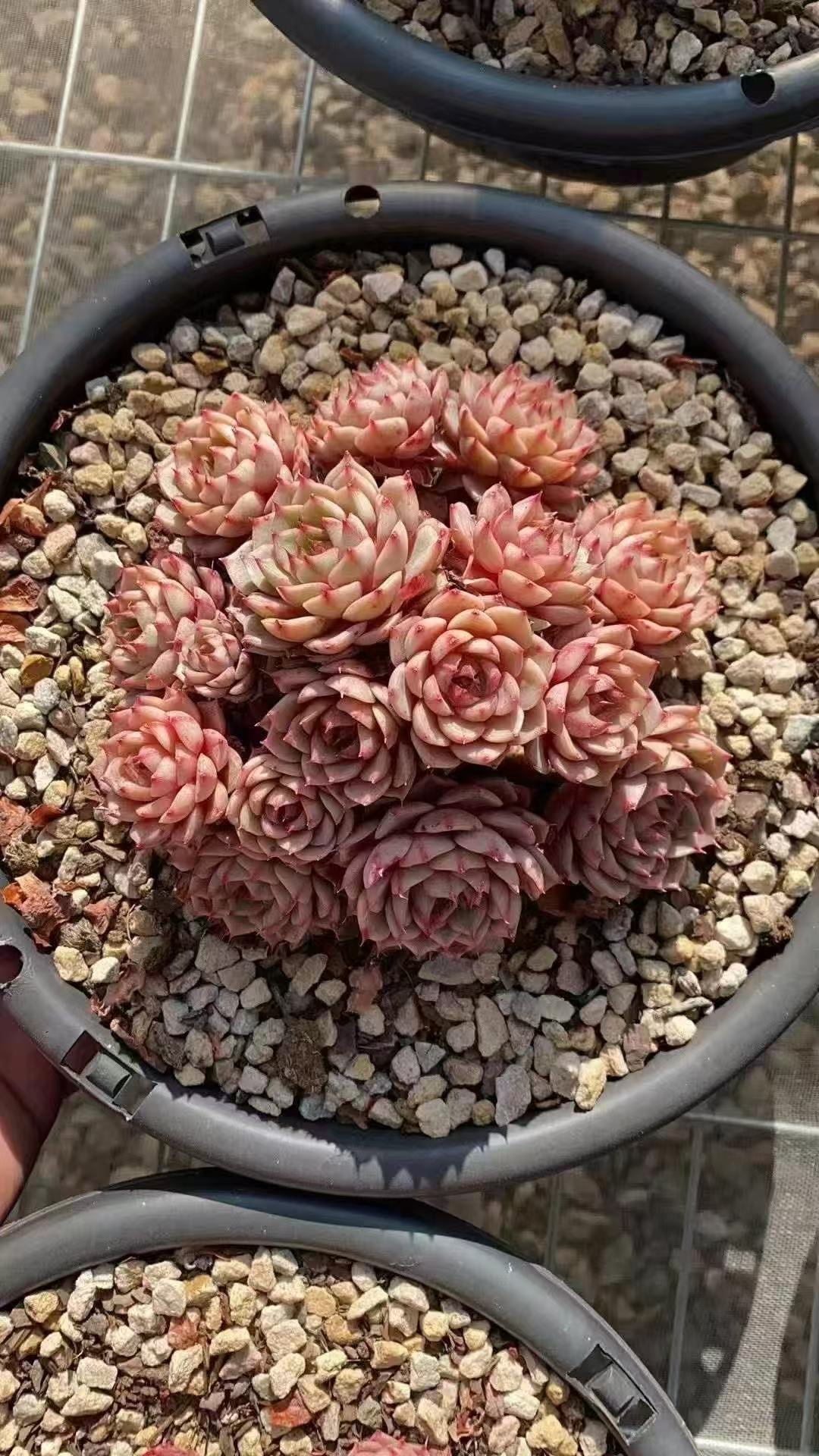 161Echeveria20Bemba.jpg