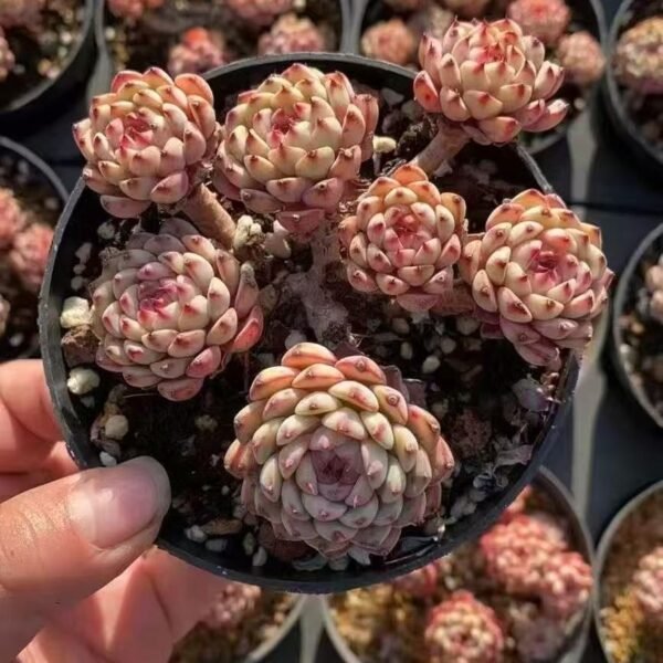 Echeveria ‘Pink Hime Lotus’