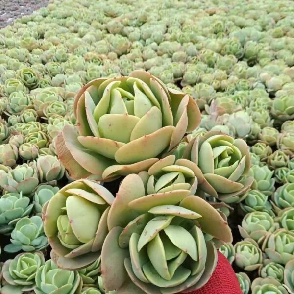 081. 167Echeveria ‘Egg Bito’