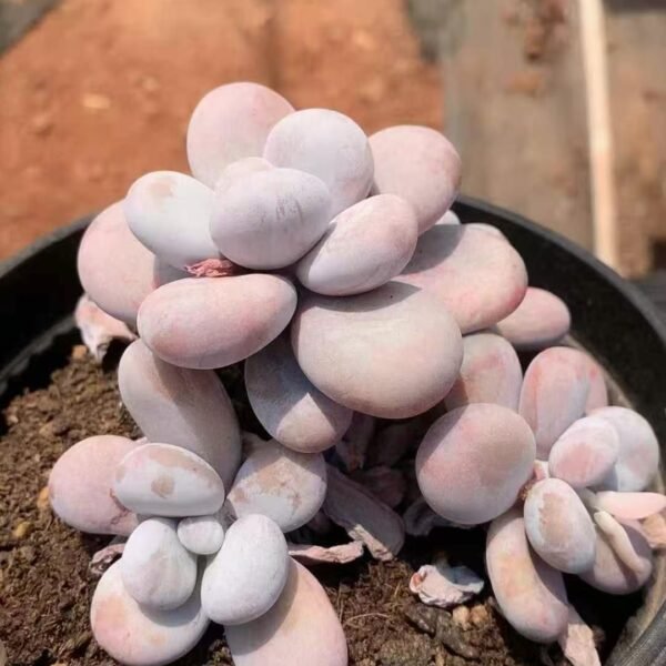 082. 171Echeveria ‘Egg Yolk Milk’