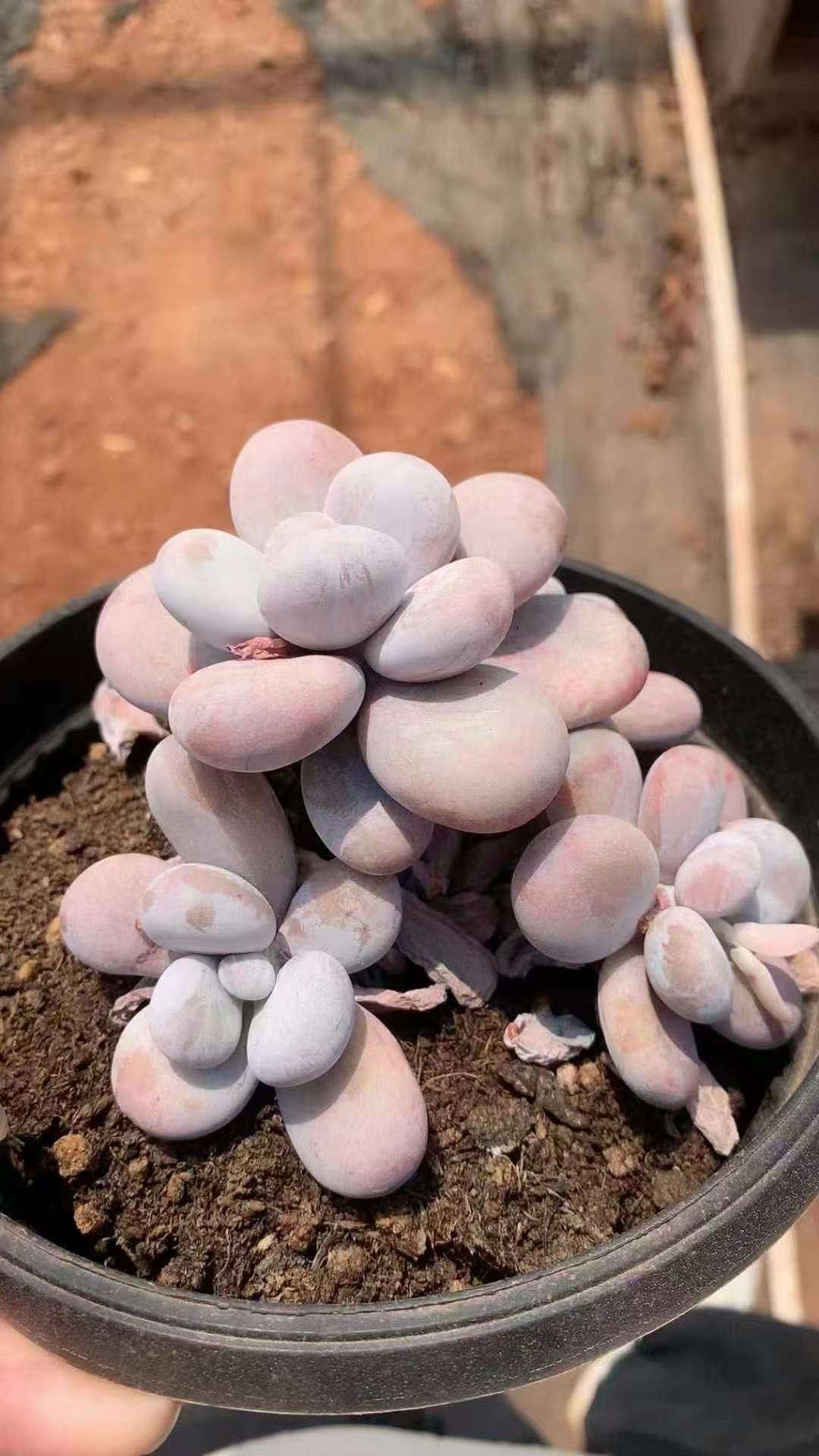 171Echeveria20Egg20Yolk20Milk.jpg