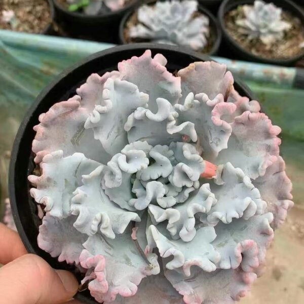 102. 172Echeveria ‘White Dumpling Skin’