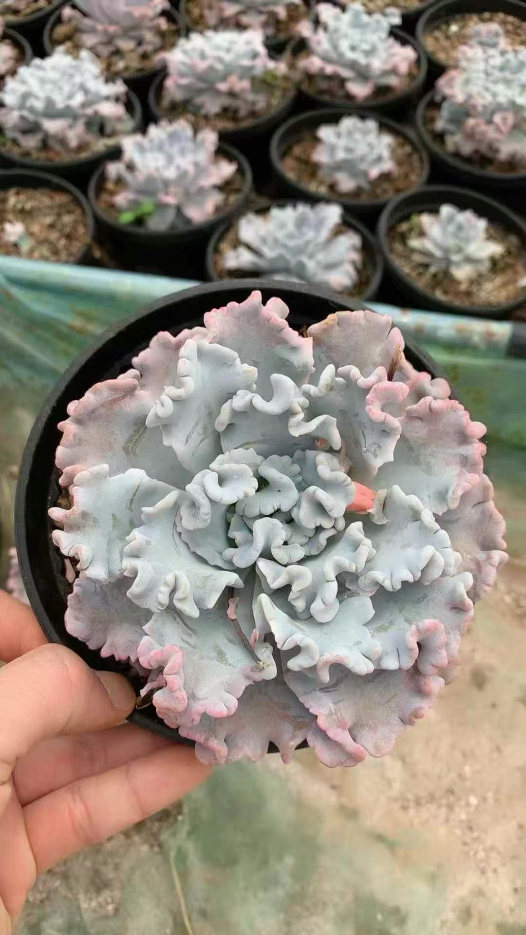 172Echeveria20White20Dumpling20Skin.jpg