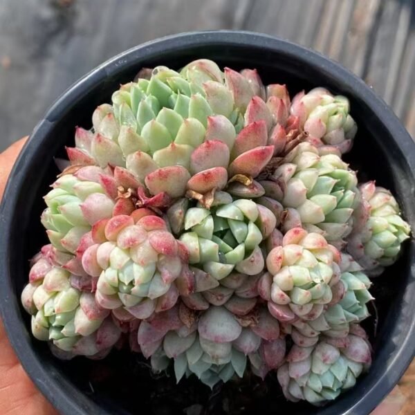 004. Echeveria elegans