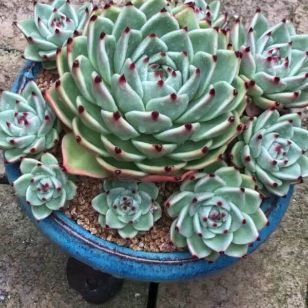 Echeveria ‘Blue Dragon’
