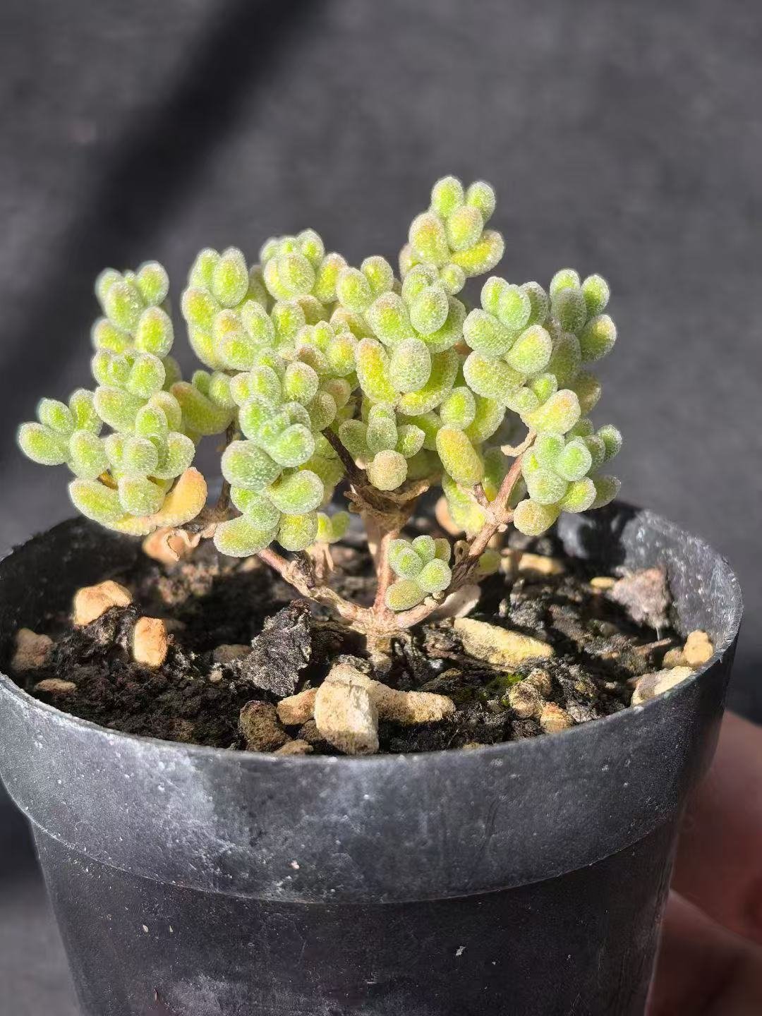 Ruschia sp. 'Ice Crystal'