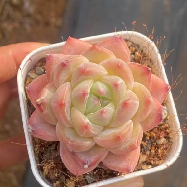 Echeveria ‘Diamond Jenny’