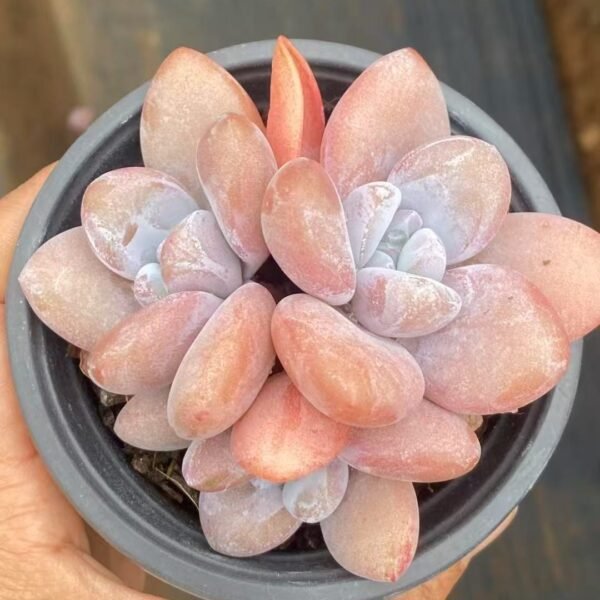 118. Graptoveria ‘white dew’