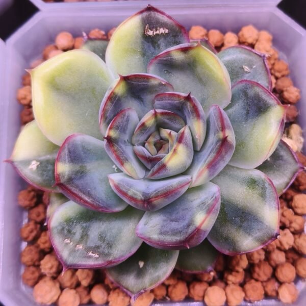 Echeveria ‘Orion Variegata’