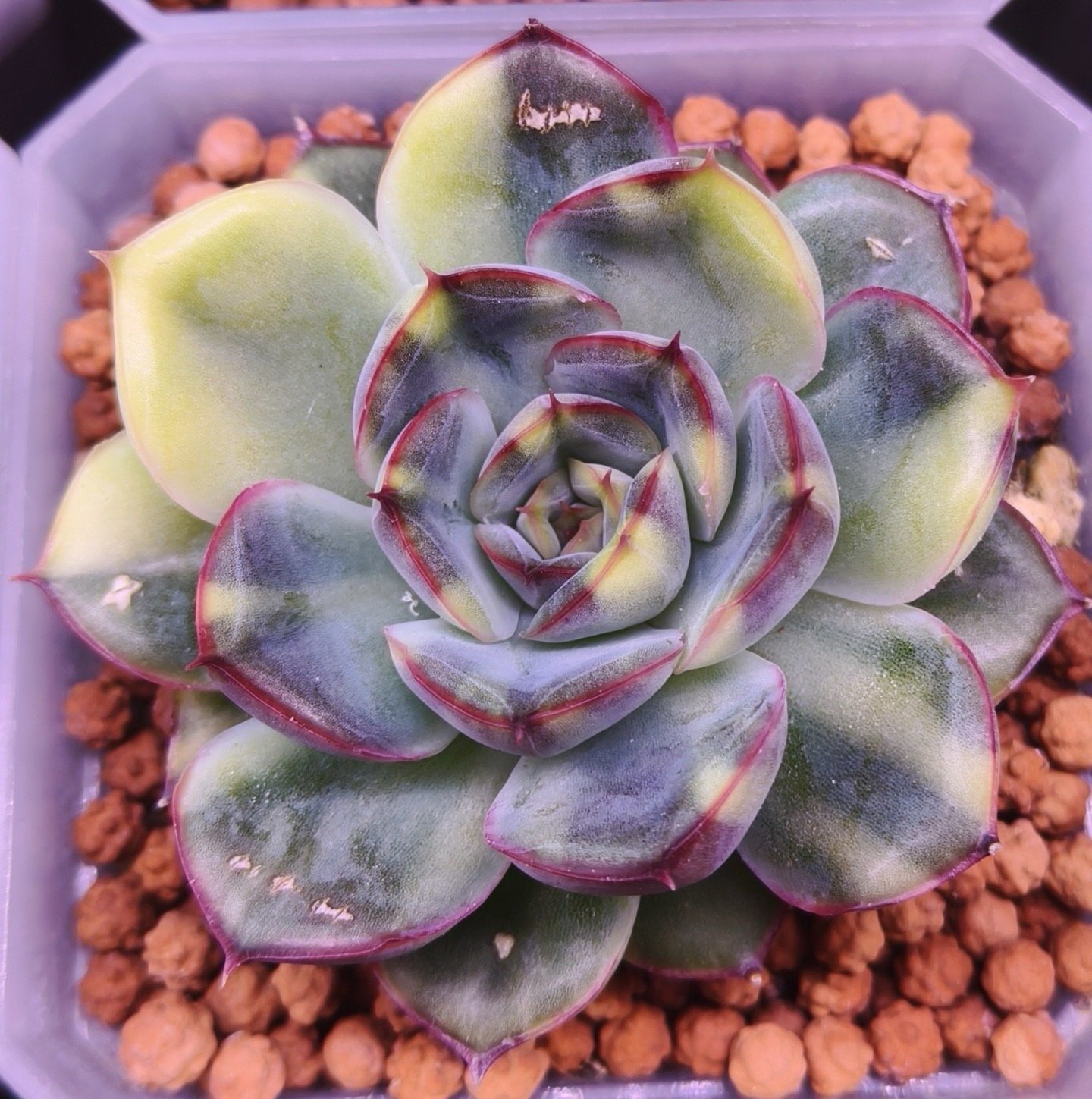 Echeveria 'Orion Variegata'