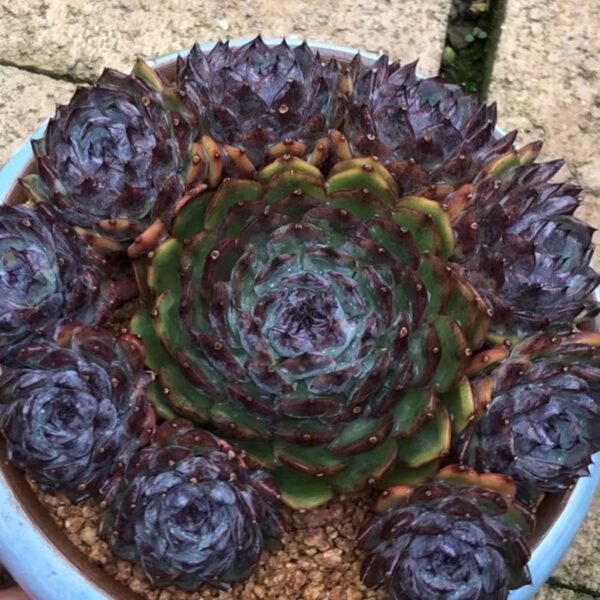Echeveria ‘Blueberry’