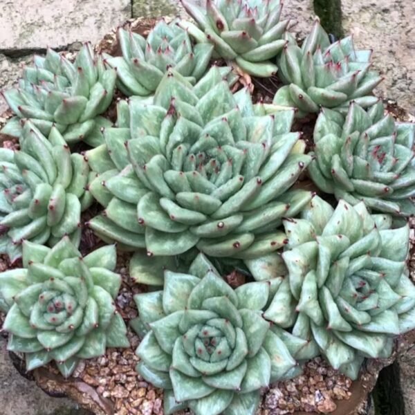 Echeveria ‘Green Rose Variegata’