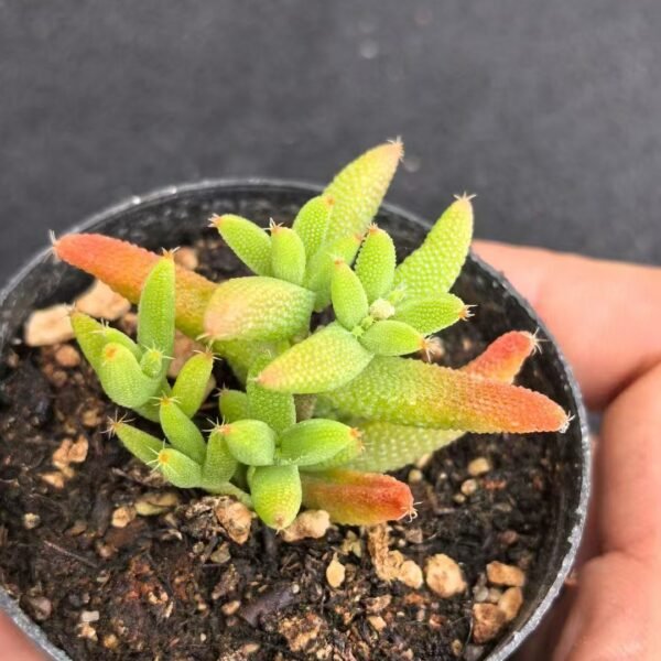 036. Ruschia sp. ‘Yumi’