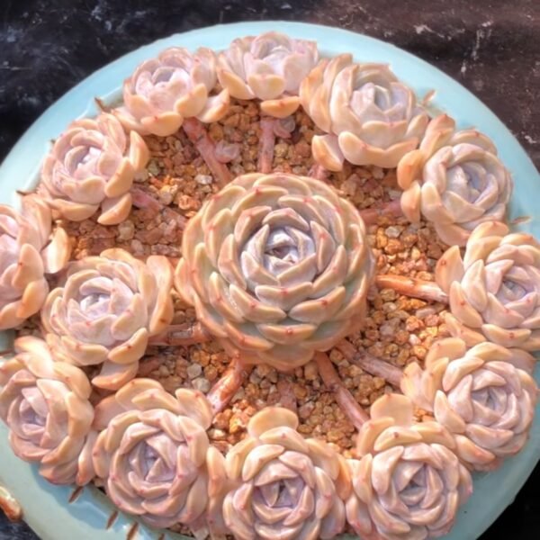 117. Echeveria ‘Hamburg’