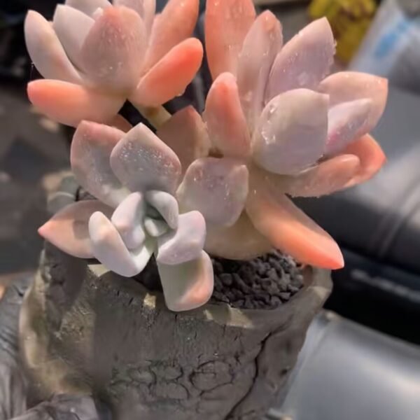 Echeveria ‘Soft Throne’ f. variegata
