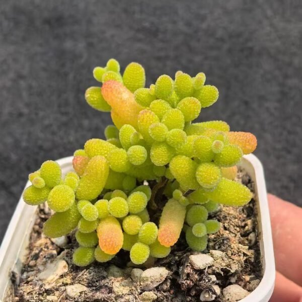 009. Ruschia sp. ‘Kumquat Sugar Ball’