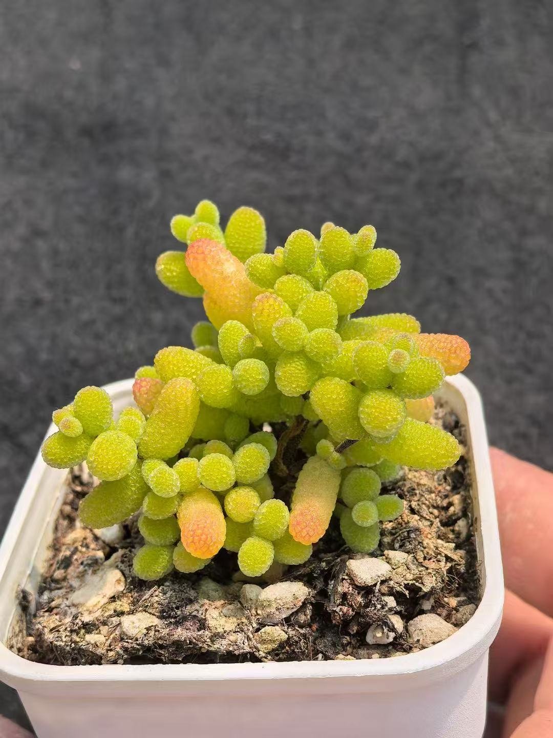 Ruschia sp. 'Kumquat Sugar Ball'