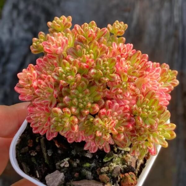 035. Aeonium x Loartei Tavorm var.