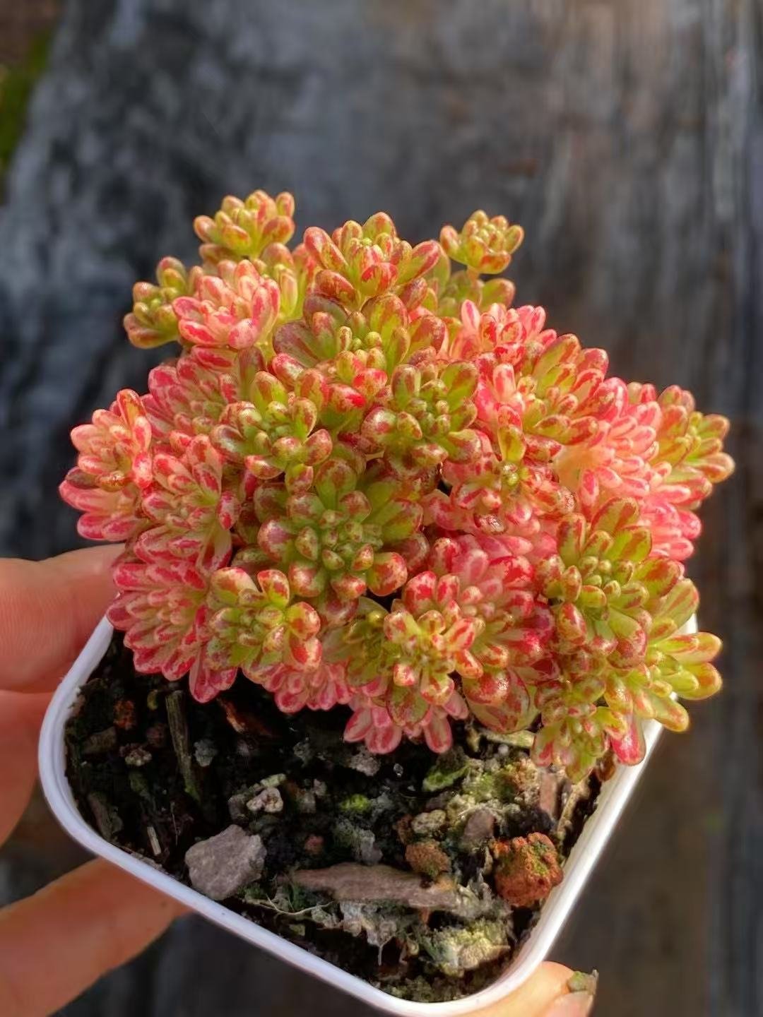 Aeonium x Loartei Tavorm var.
