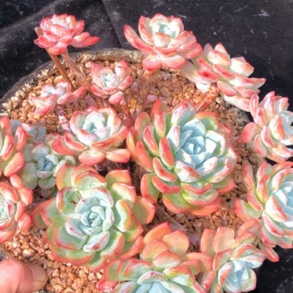 247. Echeveria ‘Cold Orange’