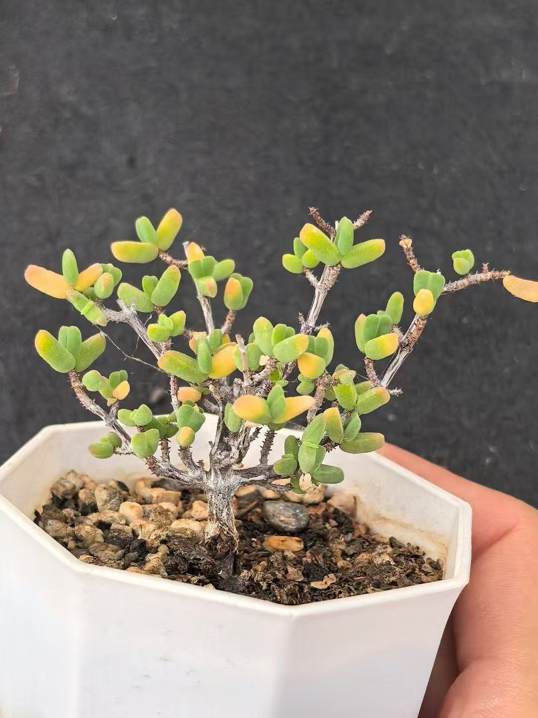 Ruschia sp. 'Shrimp Claw'