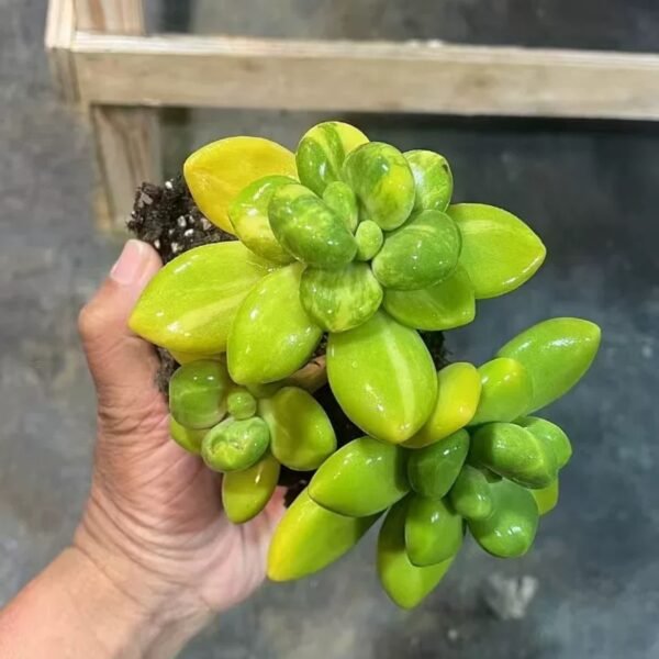 Echeveria ‘Mango Milk Variegata’