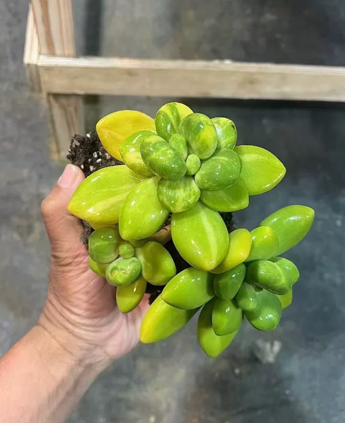 Echeveria 'Mango Milk Variegata'