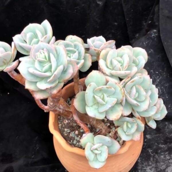 Echeveria ‘Hakuhou Cristata’