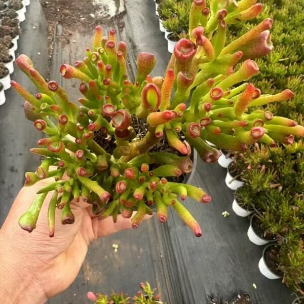 Crassula ovata