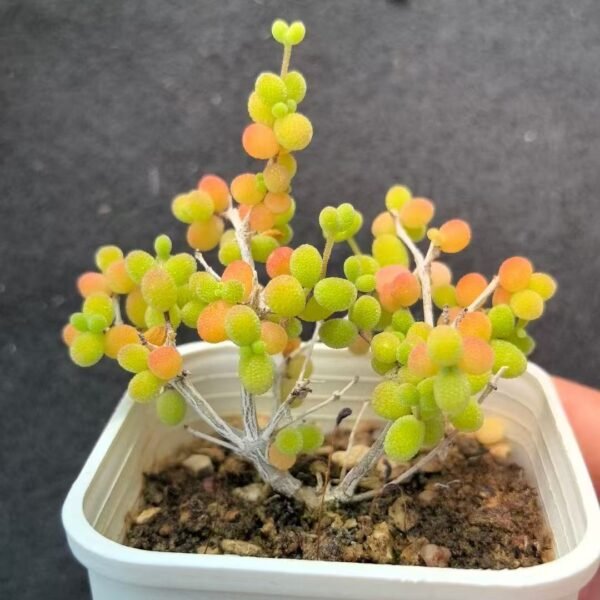 046. Ruschia sp. ‘Millet Grain’